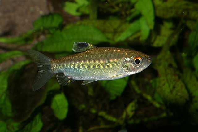 FH_ZA_2588(Arnoldichthys spilopterus).jpg